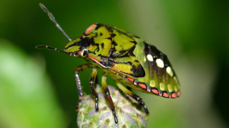 Tropska zelena stenica ugrozila povrće