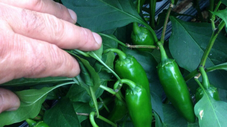 Preko 7000 KM čiste zarade na dva duluma feferona