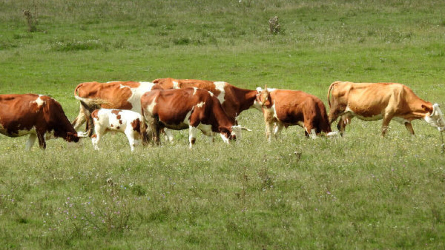 Srbija 2016. dobija zeleni fond