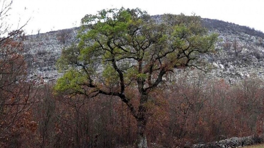 Pet najljepših stabala u BiH - svako drvo ima svoju priču