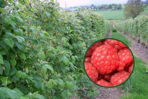 Površine pod malinjacima povećane za 15% u odnosu na 2016. godinu - jedna od stavki Zelenog izvještaja