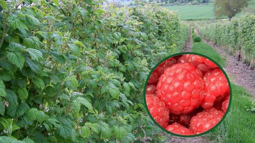 Površine pod malinjacima povećane za 15% u odnosu na 2016. godinu - jedna od stavki Zelenog izvještaja