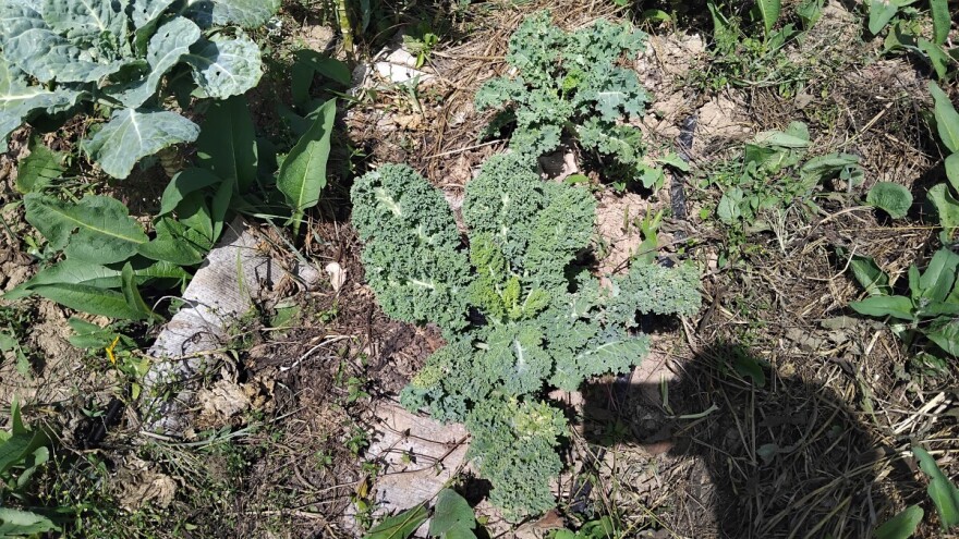 Jesenji favorit: Što je hladnije, to je kelj ukusniji