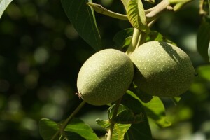 Zeleni orah i med - tradicionalni recept koji ublažava prehladu i čisti krv