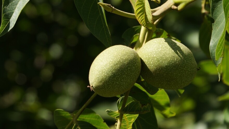 Zeleni orah i med - tradicionalni recept koji ublažava prehladu i čisti krv