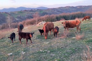 Završena rasprava o Zelenom planu, što očekuje poljoprivrednike u idućem razdoblju?