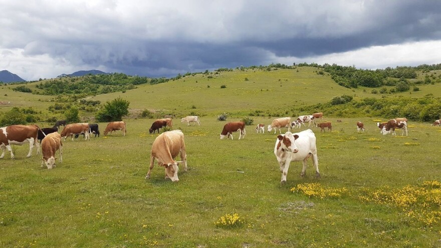 Cilj je u iduće tri godine povećati vrijednost domaće poljoprivrede za 30 posto. Ostvarivo?