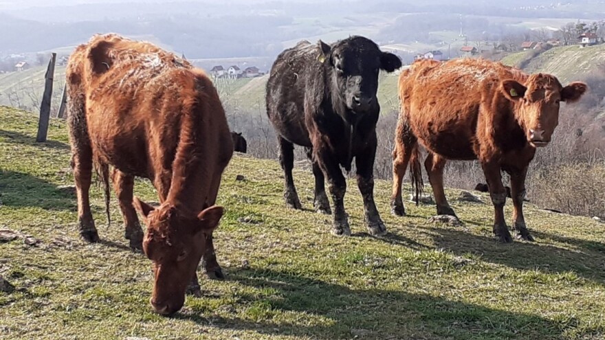 HPK: Može li Hrvatska pratiti okolišne ciljeve sa smanjenim proračunom i velikim uvozom?
