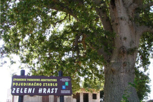 Doktori za stabla postavili dijagnozu hrastu!