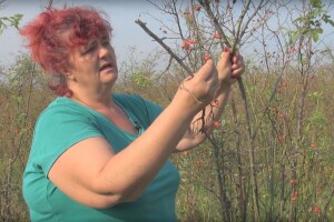 Antonija Zelenika: Uništena mi je cijela plantaža šipka. Plodova neće biti tri godine!
