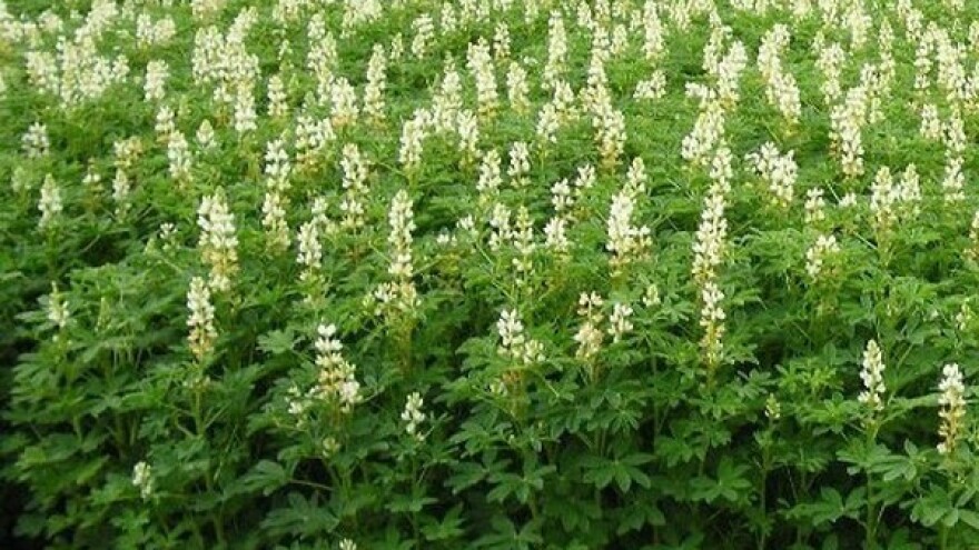 Sve prednosti &quot;zelenog đubrenja&quot;