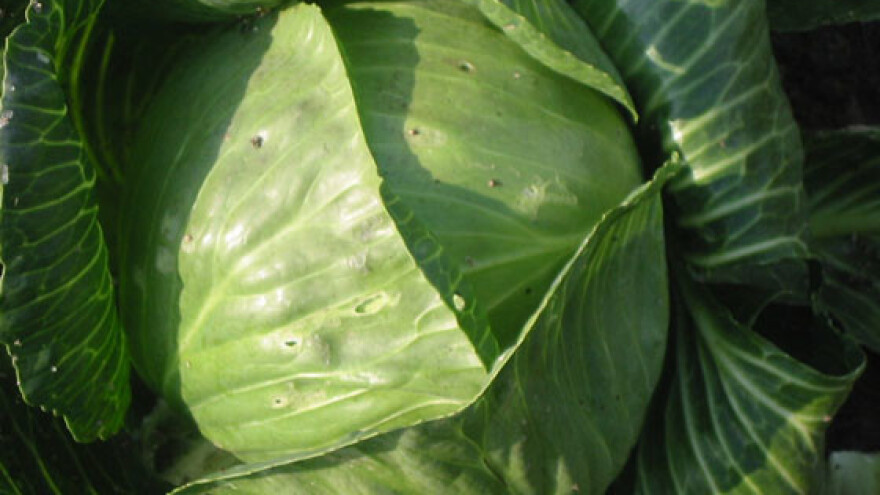 Zeljarijada u Vidovcu