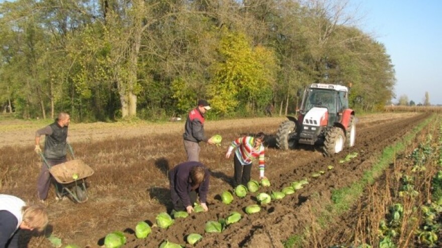 Pod Varaždinskim zeljem više od 500 hektara!
