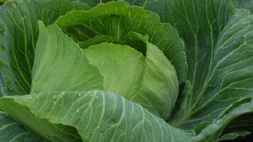 Završeni Dani polja i Zeljarijada 2011.