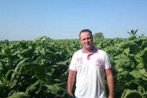 Kultura koja i na pjeskovitom tlu daje dobar urod