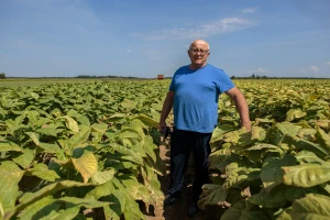 Gdje ne možemo dobiti više od 5 t/ha kukuruza, duhan je najbolji izbor