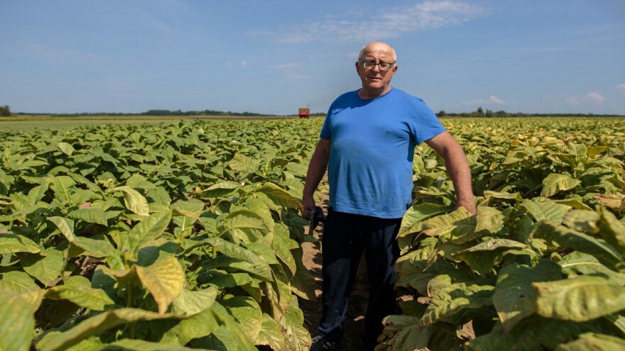 Gdje ne možemo dobiti više od 5 t/ha kukuruza, duhan je najbolji izbor