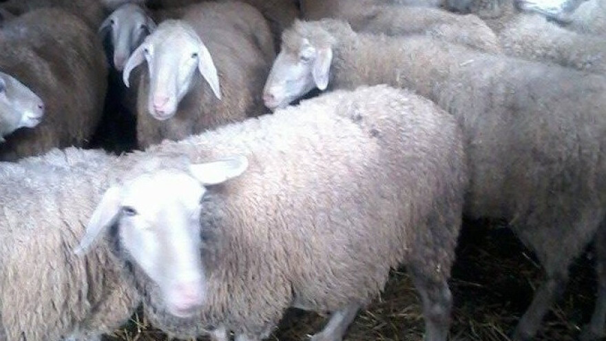 Udružili se i vraćaju ovčarstvu stari značaj!