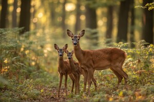 Željko Sekulić osvojio 1. nagradu fotografijom "Radoznali mališani"