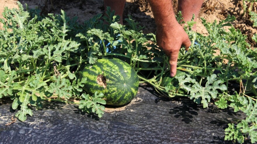 Mraz, suša, poplave, tuča - štete u poljoprivredi već sad preko 600 milijuna kuna