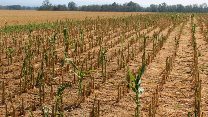 EK odobrila isplatu viših iznosa predujma izravnih plaćanja poljoprivrednicima