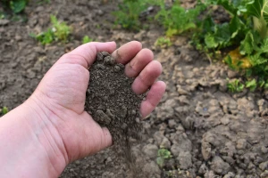 Bakterije u tlu zadužene za dobro raspoloženje: Kopajte, sadite i rješite se loših misli