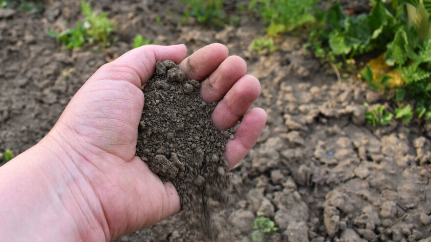 Bakterije u tlu zadužene za dobro raspoloženje: Kopajte, sadite i rješite se loših misli