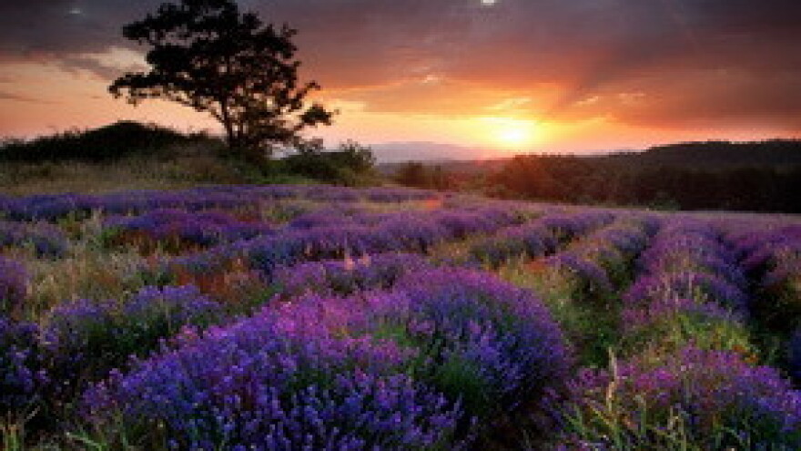 Prodaja poljoprivrednog zemljišta u Gradu Buja
