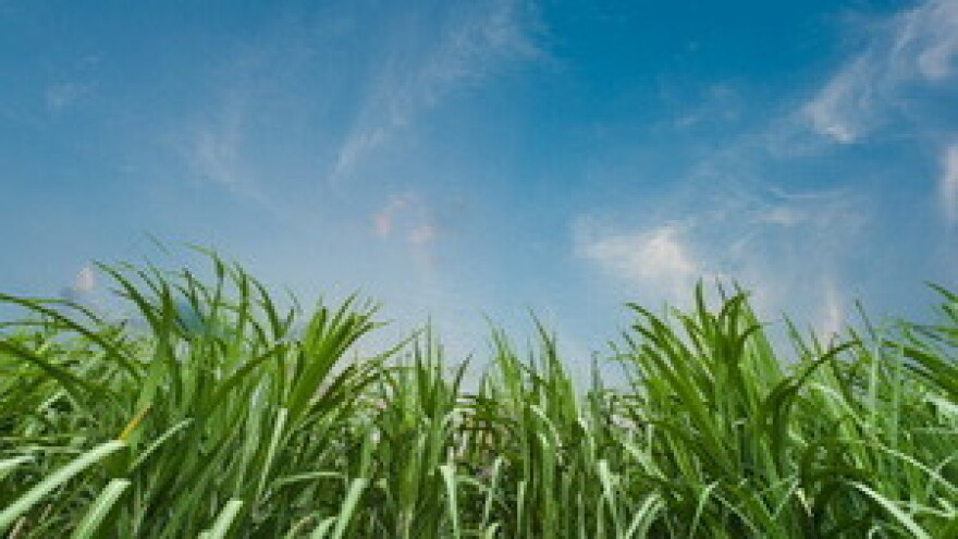 Prodaja poljoprivrednog zemljišta u Gradu Buja