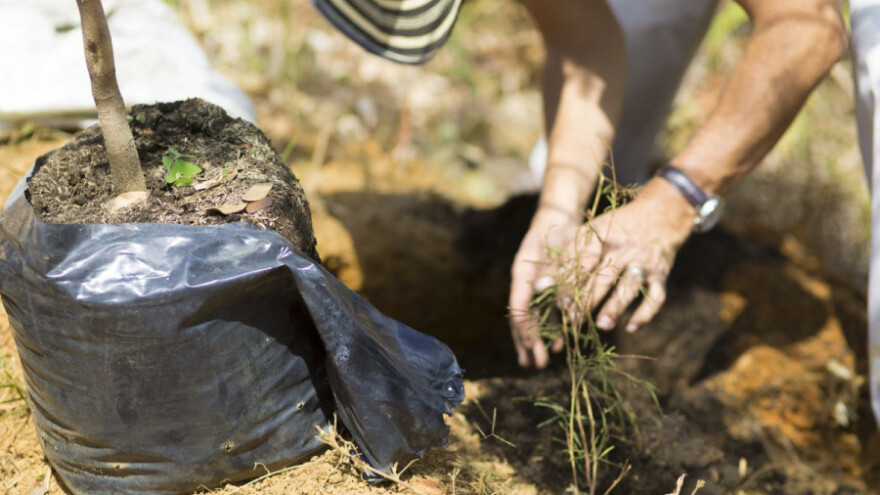 Sadite, zaprljajte ruke zemljom i budite zdraviji!