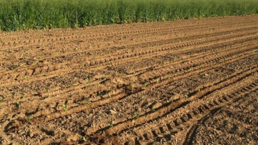 Mnoge države zemljište ne žele prodati strancima!