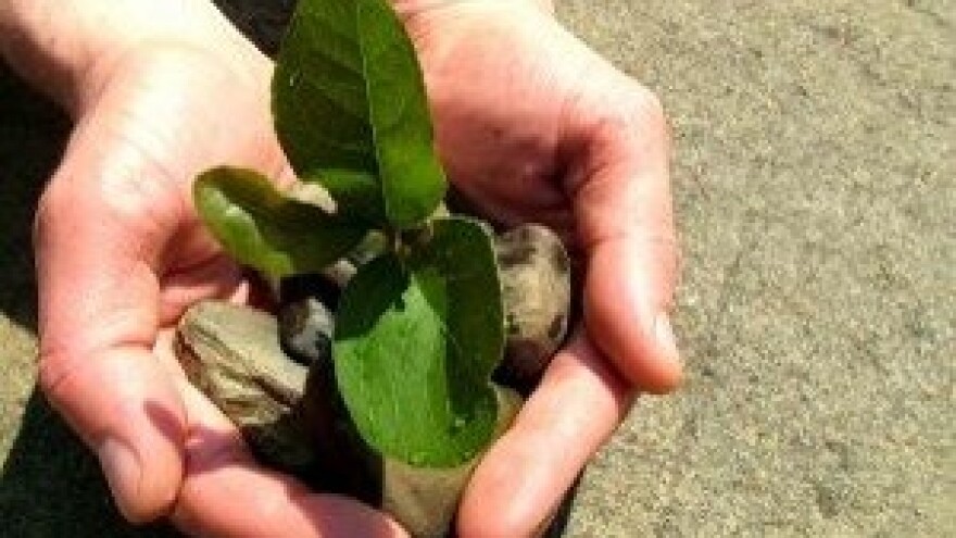 Javni pozivi za zakup poljoprivrednog zemljišta