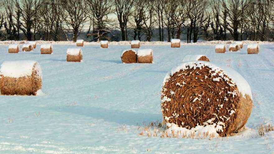 Raste broj zasijanih površina u BiH