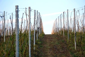 Proljetna obrada zemljišta u vinogradu