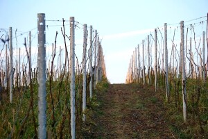 Proljetna obrada zemljišta u vinogradu