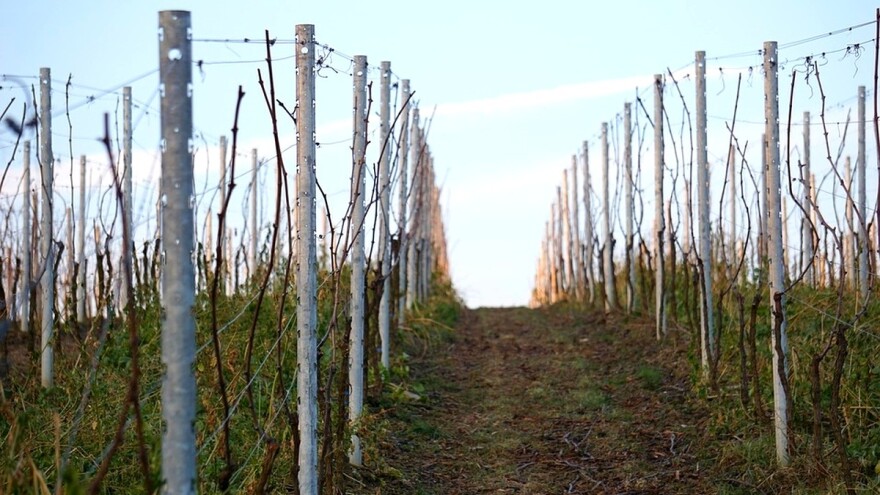 Proljetna obrada zemljišta u vinogradu