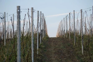 Prolećna obrada zemljišta u vinogradu