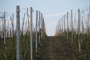 Proljetna obrada zemljišta u vinogradu