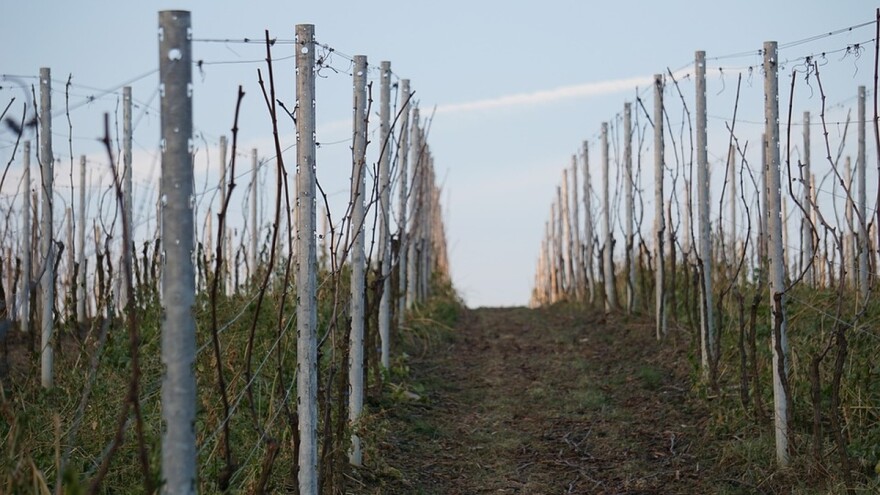 Proljetna obrada zemljišta u vinogradu