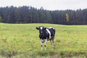 Jedni za, drugi oštro protiv Zakona o poljoprivrednom zemljištu