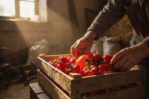 "Zemljopisno porijeklo'' za izvoz virovitičke paprike