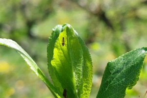 Zaštitite šljivu od osica – kako ih suzbiti?