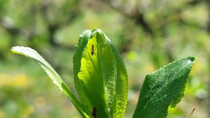 U kom slučaju zaštititi šljivu od osica na alternativan način?