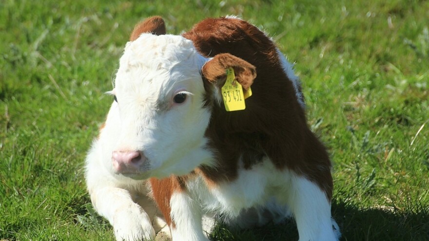 Ženska telad, osnova kontinuirane proizvodnje mleka