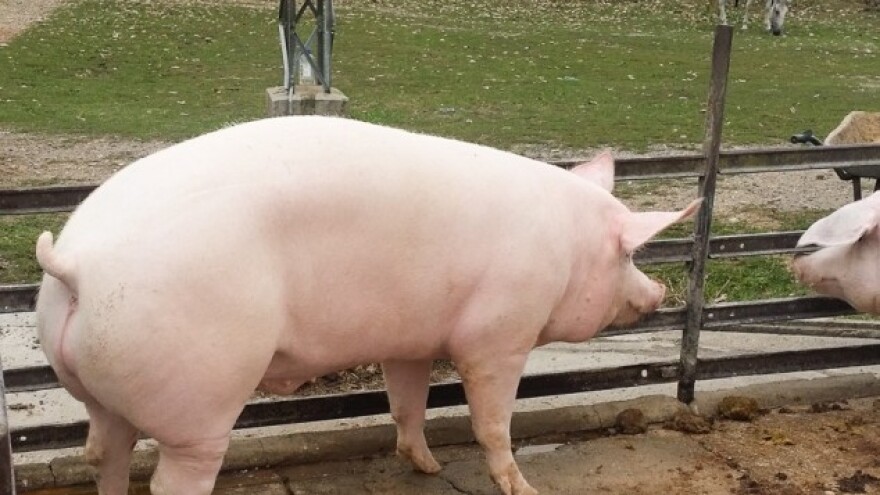 Mali korak za pršutare, veliki za svinjogojstvo!