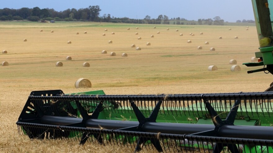 Pšenica iz Srbije do kraja godine u Egiptu i Kini?