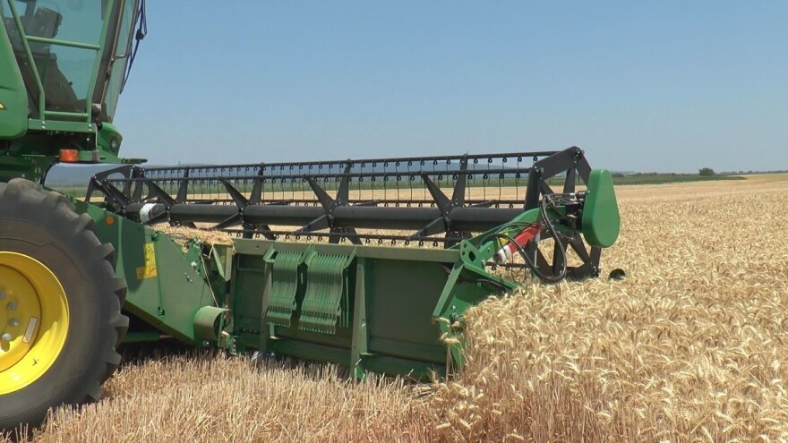 Jasan uzlazni trend cene pšenice novog roda, ječma u padu