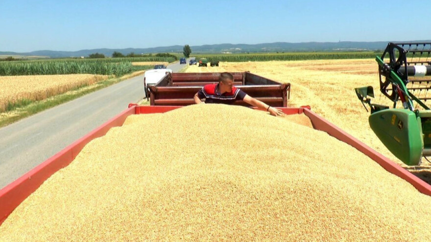 Malešević: I pored sušnog perioda, ostvareni rekordni prinosi pšenice