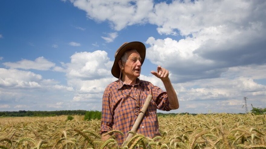 Udruga Život: Pšenice neće biti ni za potrebe RH?