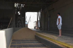 Tražnja na Berzi za pšenicom - cena 22,5 din/kg bez PDV-a